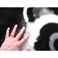 Walk On Me Faux Fur Super Soft Kids Panda Bear Rug Tufted With Non-slip Backing Area Rug -Quality Furniture Store GUEST 121d6a53 8c22 47a5 b81d 41e68381e45a