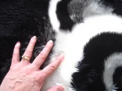 Walk On Me Faux Fur Super Soft Kids Panda Bear Rug Tufted With Non-slip Backing Area Rug -Quality Furniture Store GUEST 7559b273 9258 4170 8aea 9f3a2c03ffb7